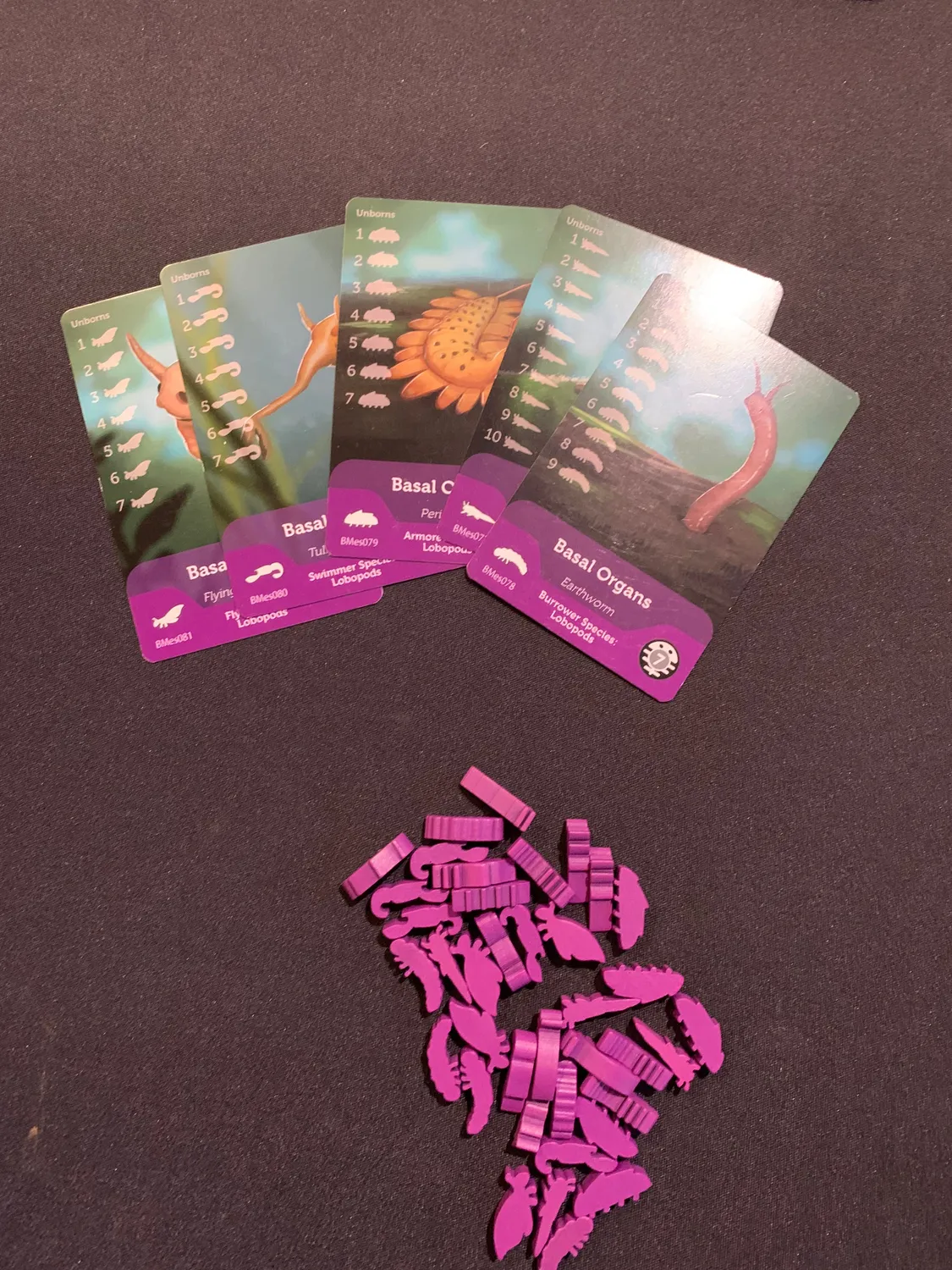 ION Game Design Bios Mesofauna jeu de sociétévolution sans dés