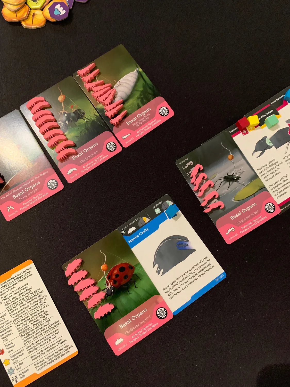ION Bios Mesofauna jeu de société évolution
