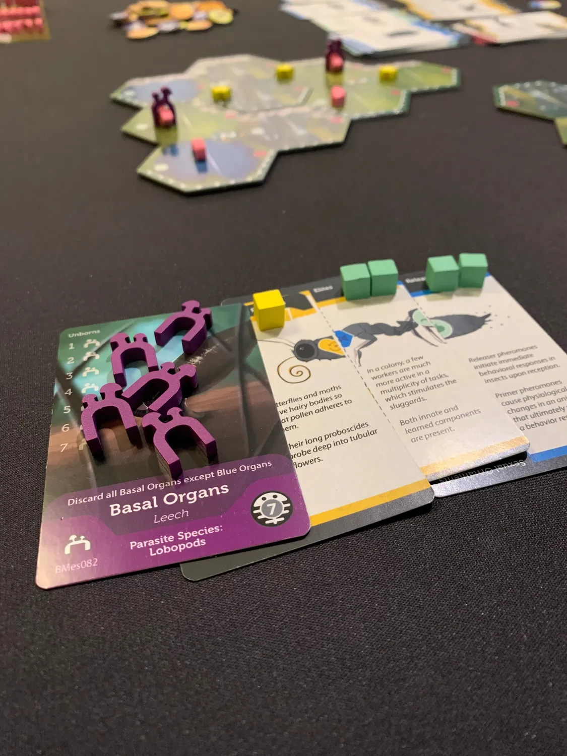 ION Bios Mesofauna jeu de société évolution